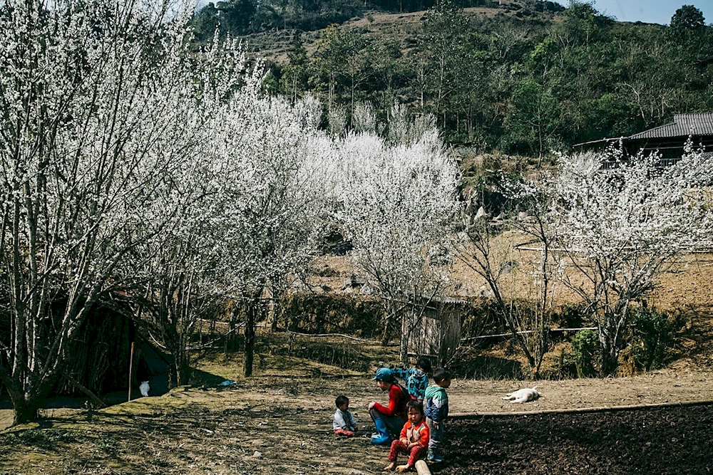 The plum blossom season will be the ideal time for girls who love dreams and are passionate about photography